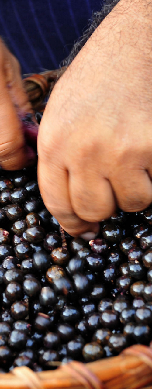 Hands sorting acai berries in woven basket