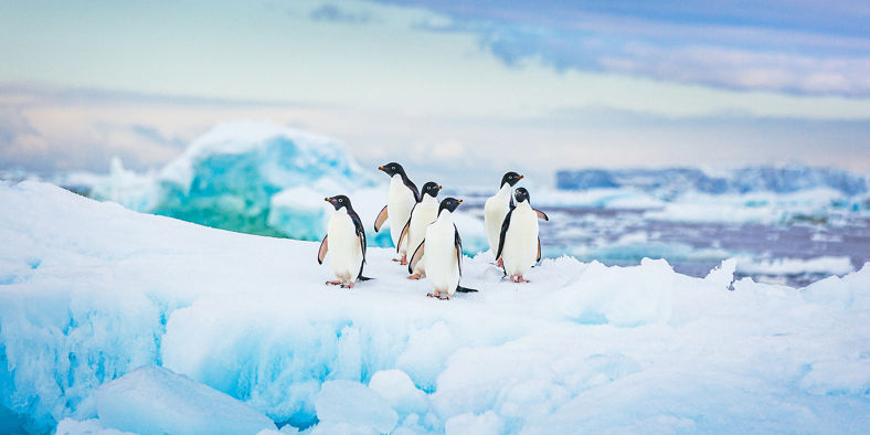 Group of penguins on icy terrain