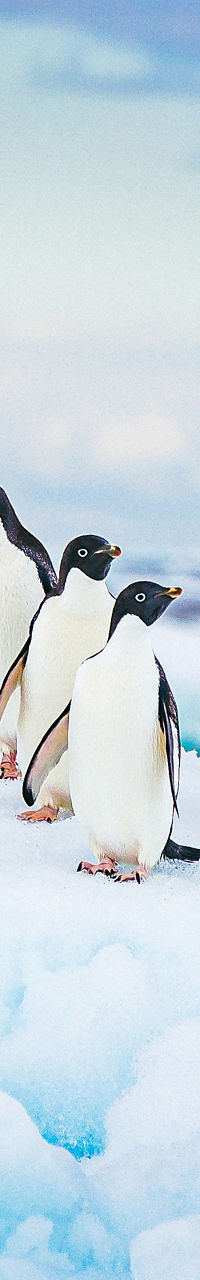 Group of penguins on icy terrain