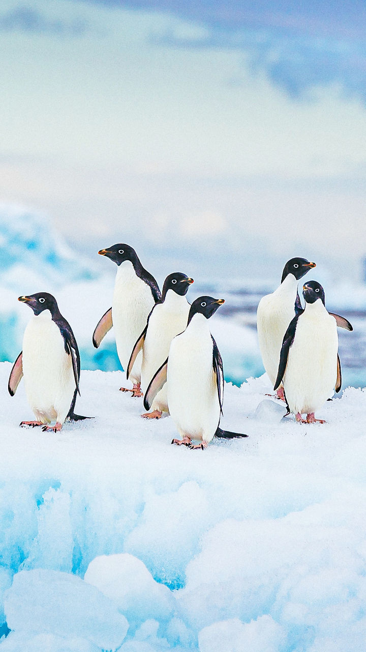 Group of penguins on icy terrain