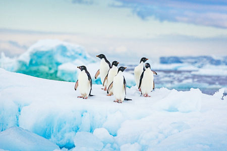 Group of penguins on icy terrain