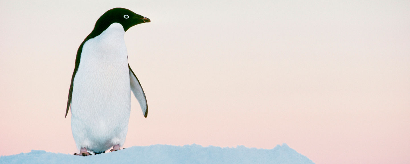 Adélie penguin on snowy hill at sunset