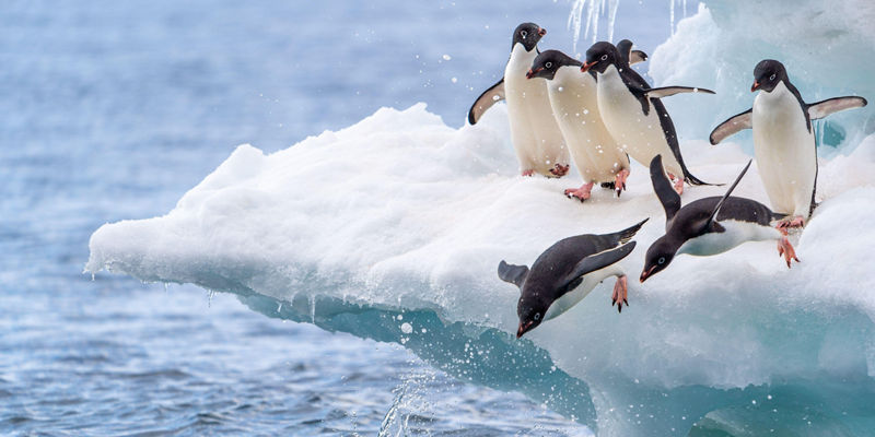 Adélie penguins diving off icy ledge