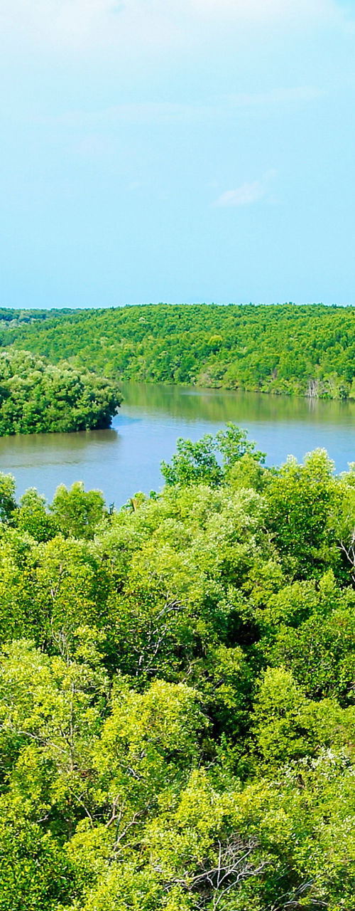 Lush green forest with river view