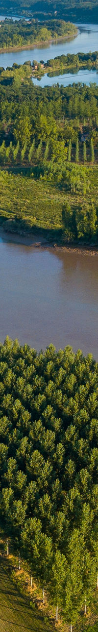 Aerial view of lush vineyard by river