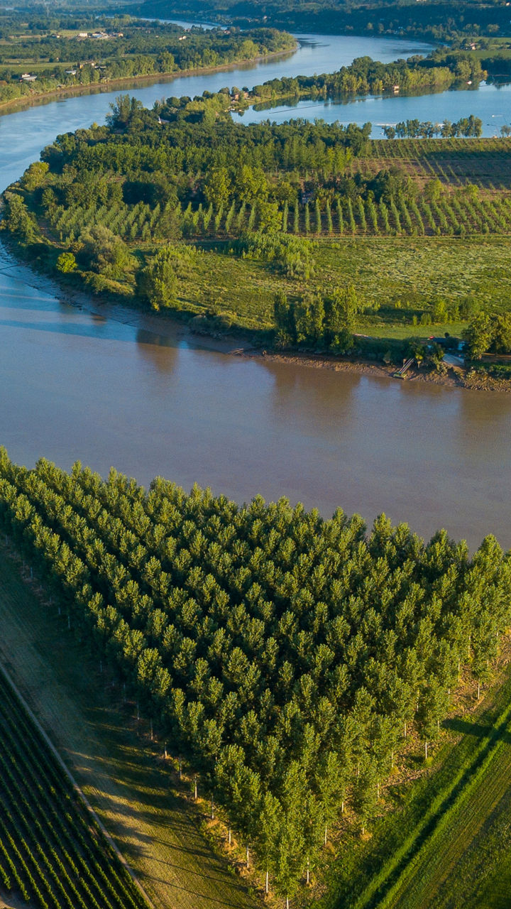 Aerial view of lush vineyard by river