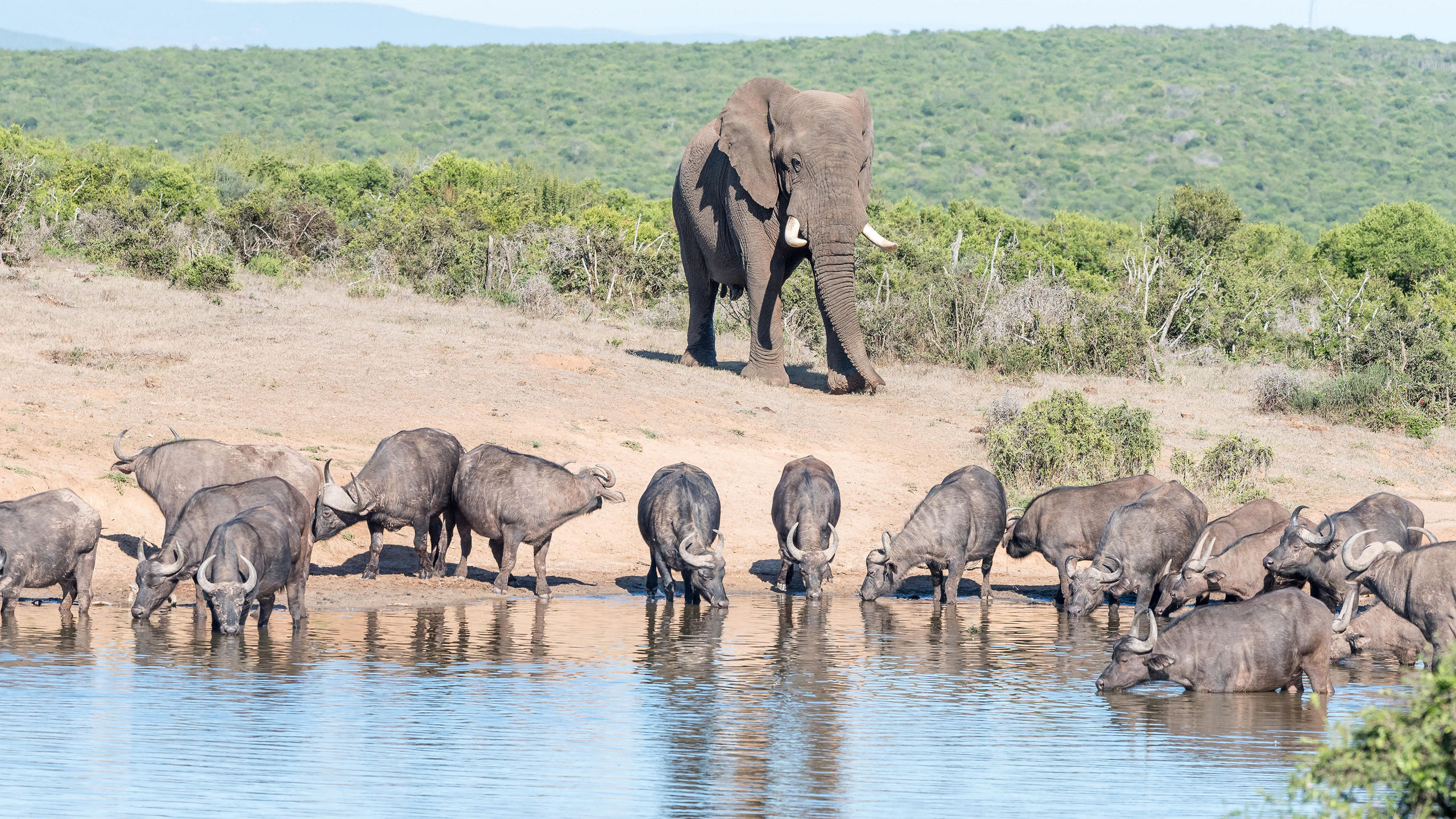 Viking World Discoveries