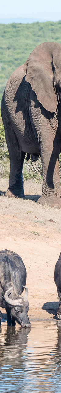 Elephant and buffalo herd at waterhole