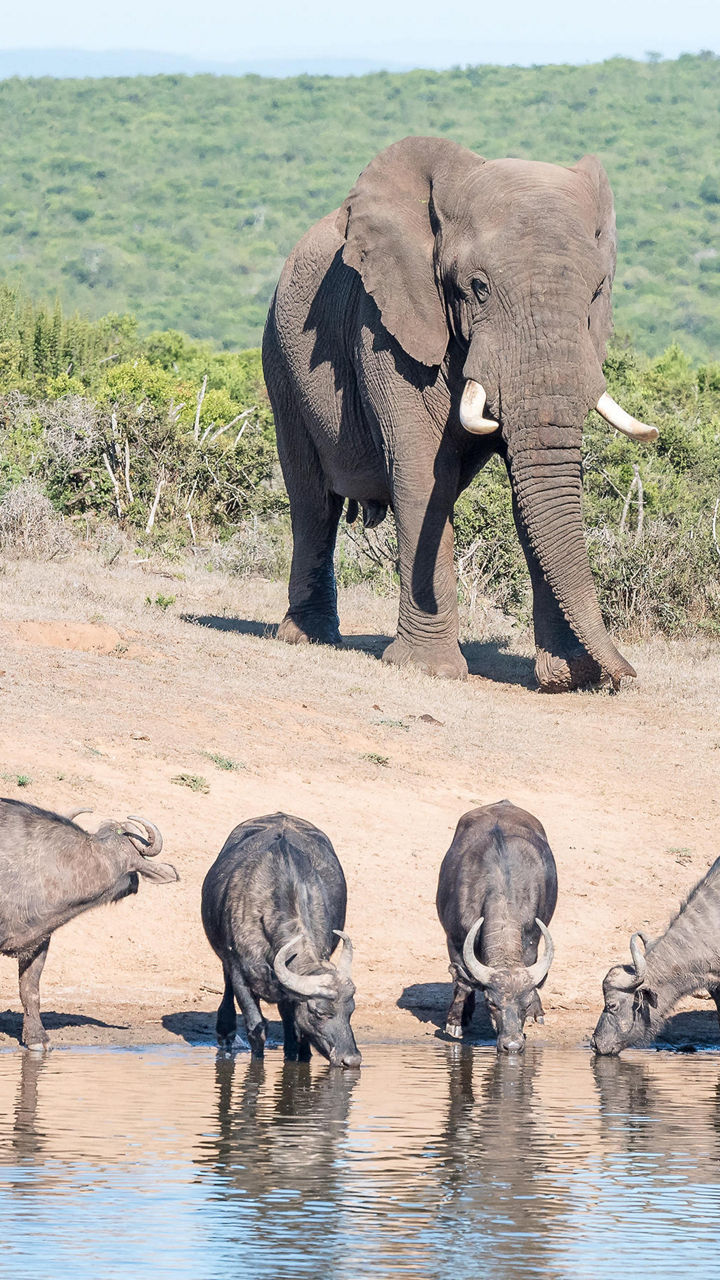 Elephant and buffalo herd at waterhole