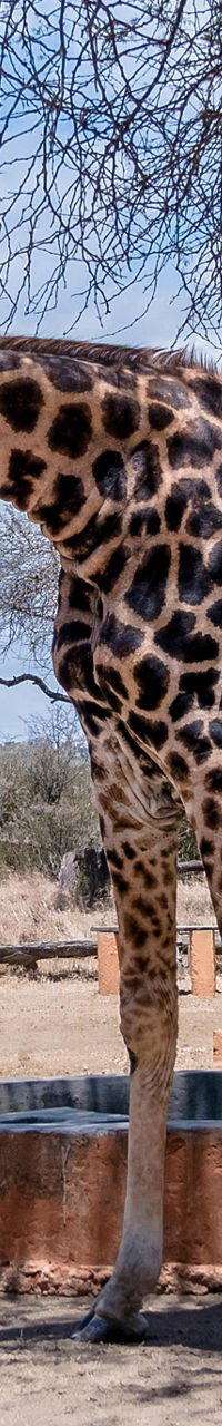 Giraffes drinking water in savanna
