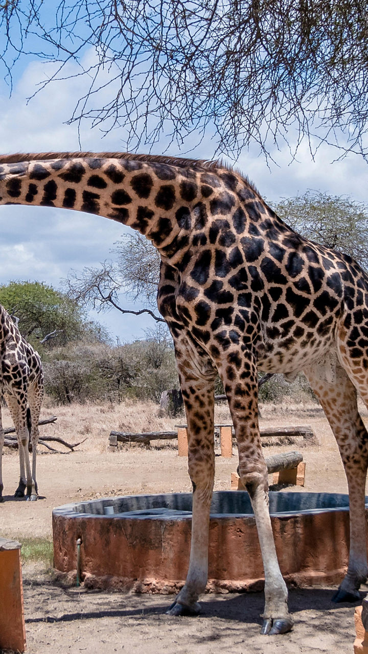Giraffes drinking water in savanna