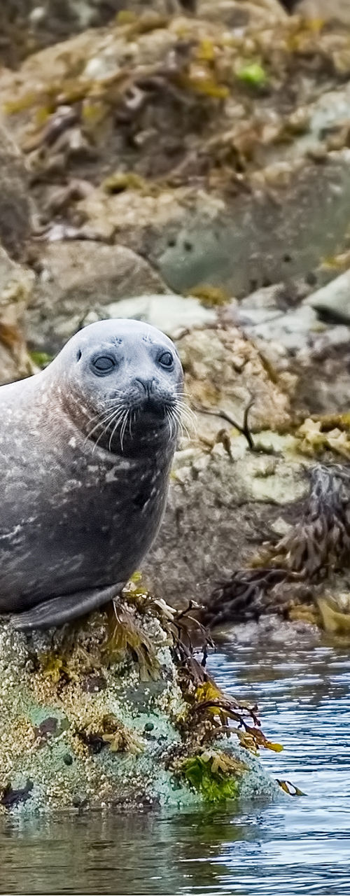 Harbor seal resting on rocky shoreline