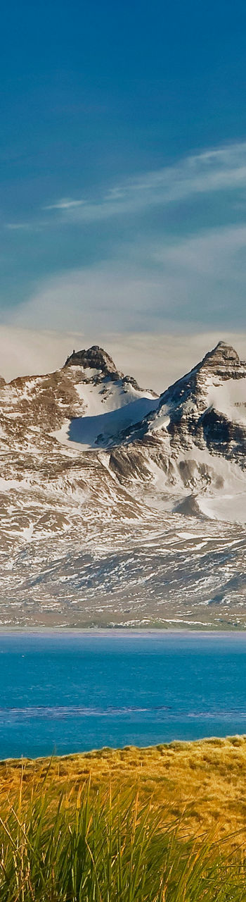 Seaside wildlife with snowy mountain backdrop