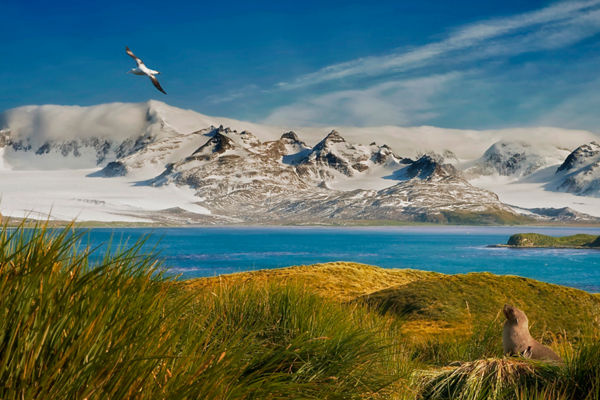 Seaside wildlife with snowy mountain backdrop