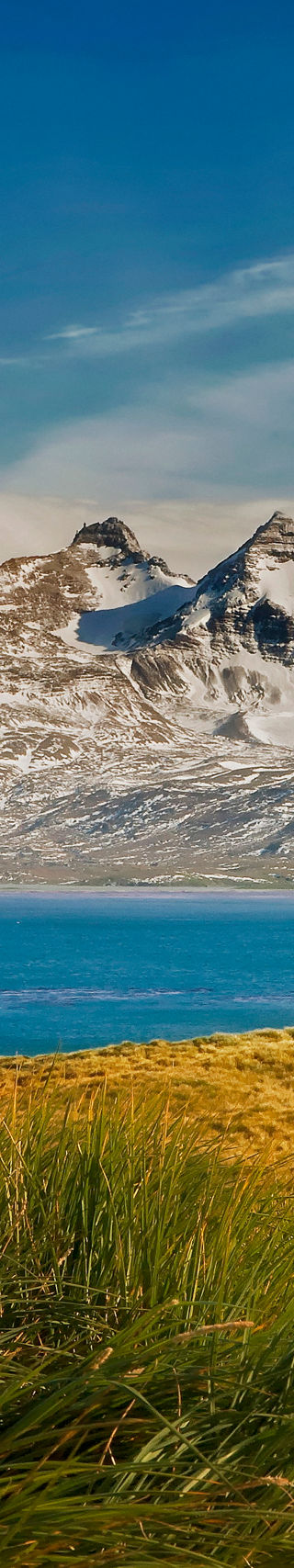Seaside wildlife with snowy mountain backdrop