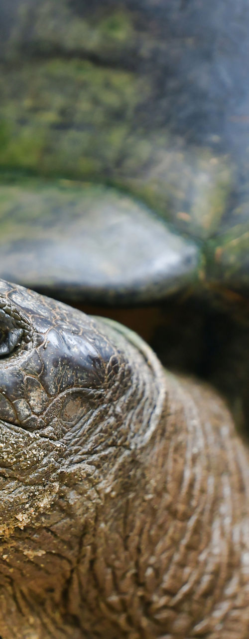 Close-up of a giant tortoise outdoors
