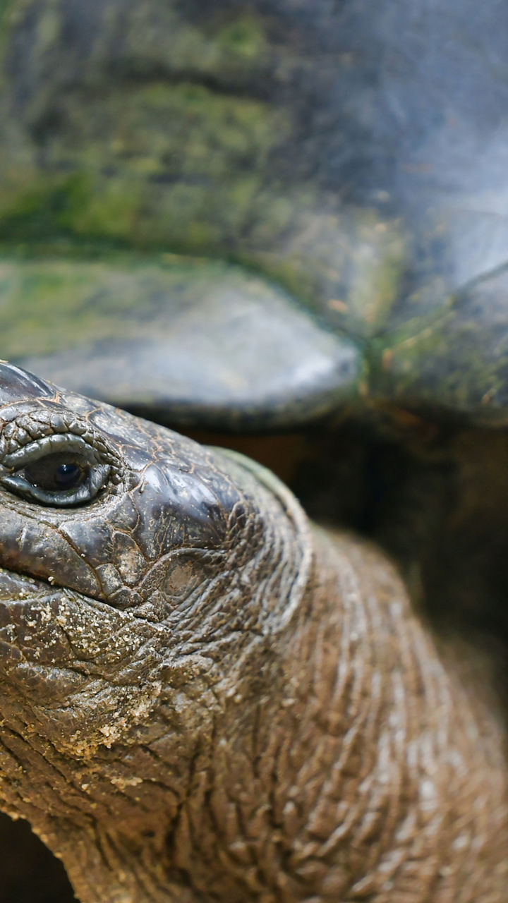 Close-up of a giant tortoise outdoors