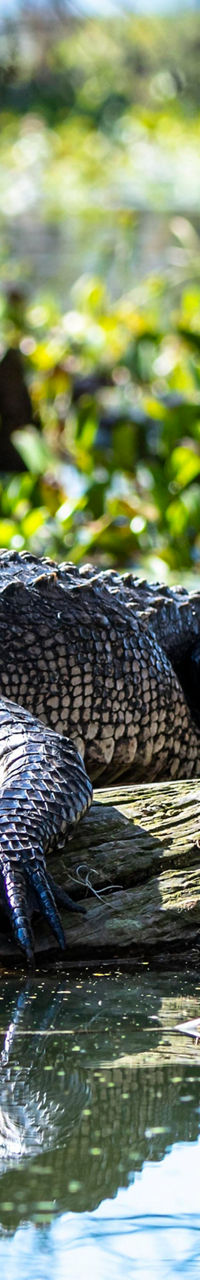 Alligator resting on a log in swamp