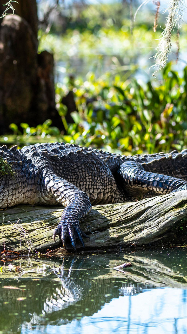 Alligator resting on a log in swamp