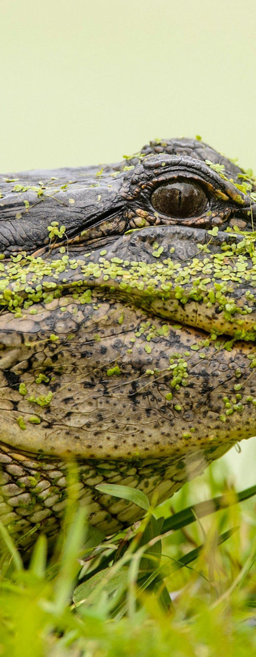 Close-up of alligator in grassy habitat