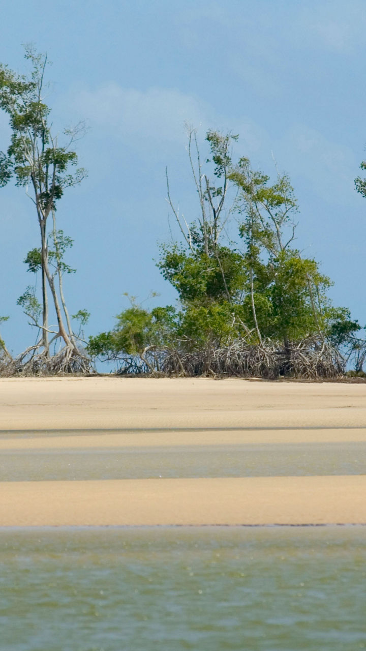 Tropical beach with mangrove trees and calm waters