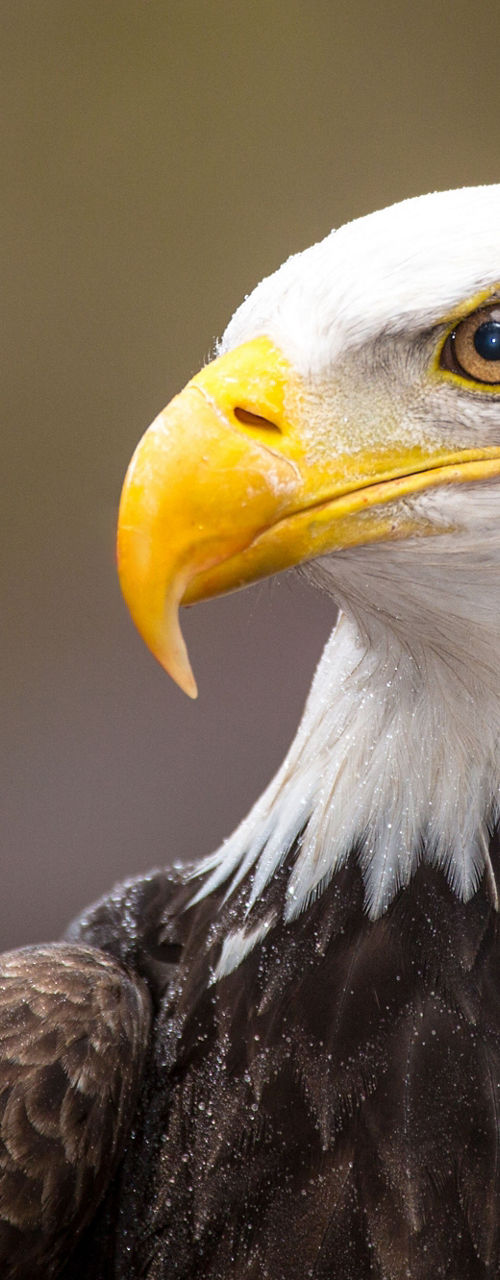Close-up of a Bald Eagle in Nature