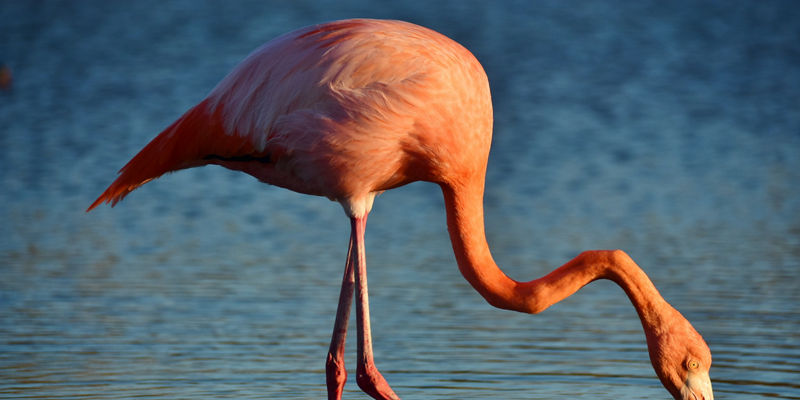 Pink flamingo wading in calm water