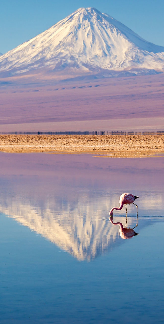 Flamingos in serene mountain lake landscape