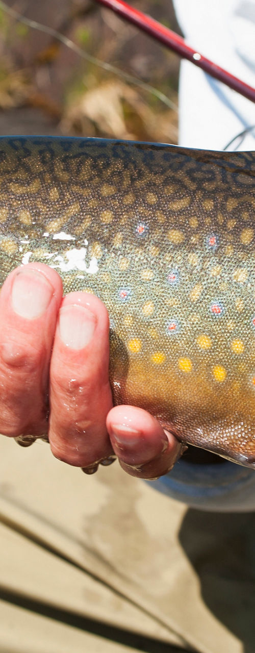 Angler holding a freshly caught trout
