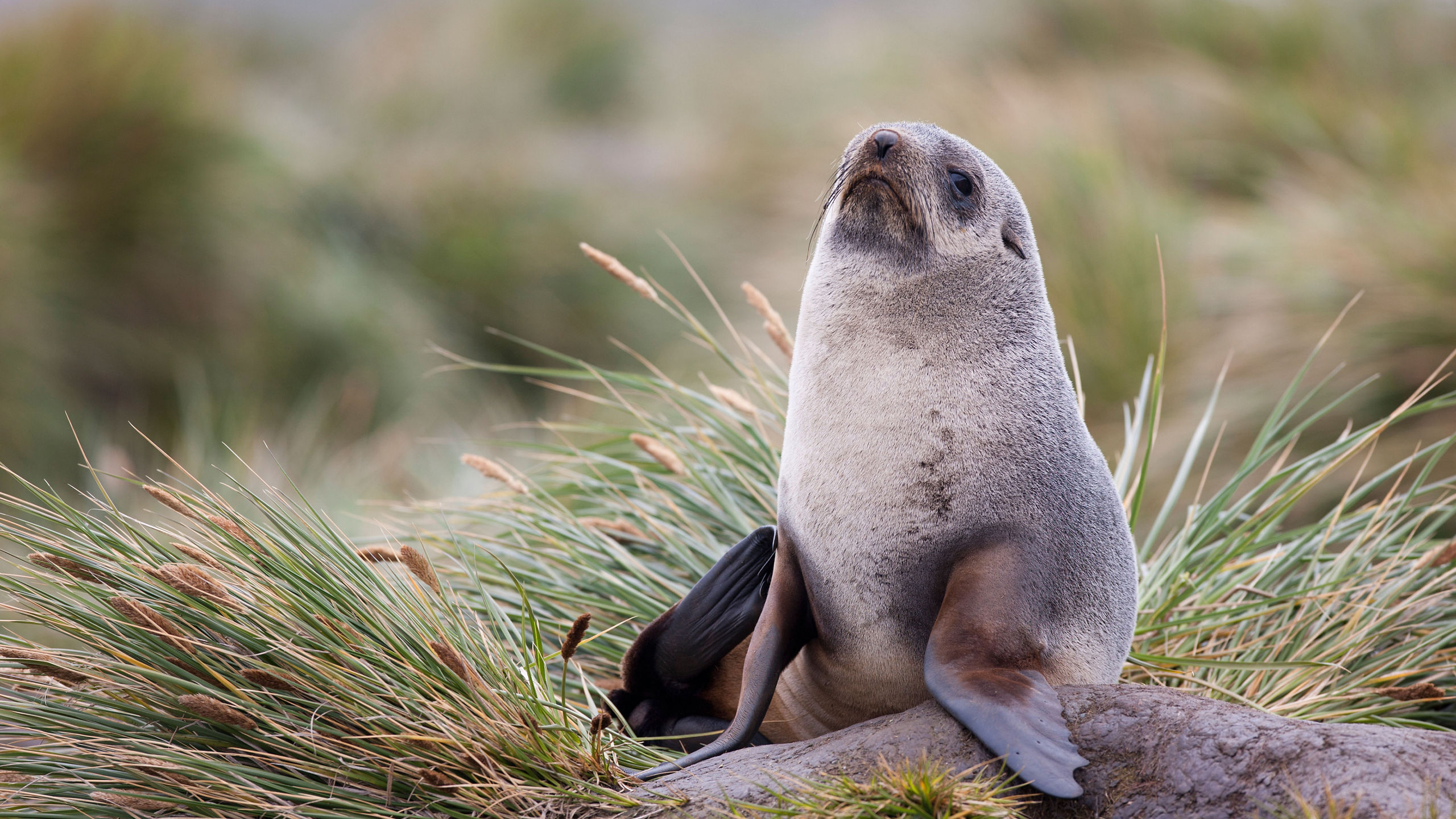 Antarctica & South Georgia Island