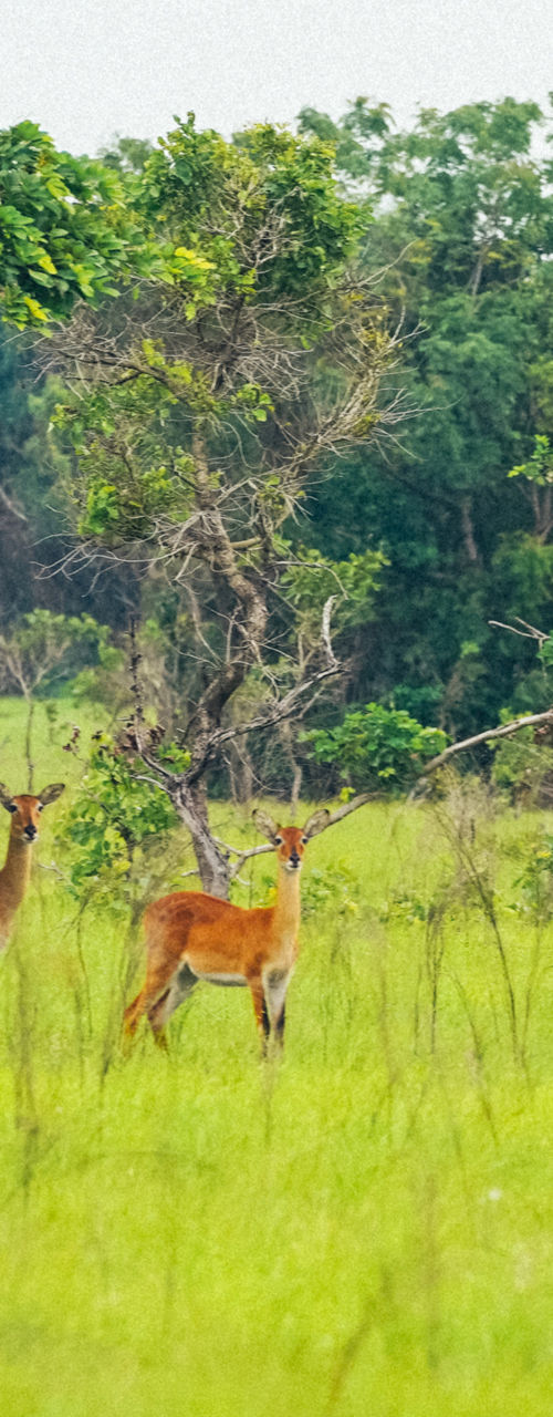 Group of deer grazing in lush meadow