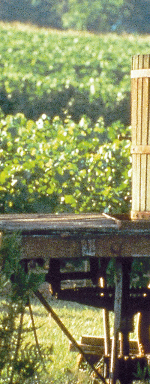 Rustic Wooden Wine Press in Vineyard
