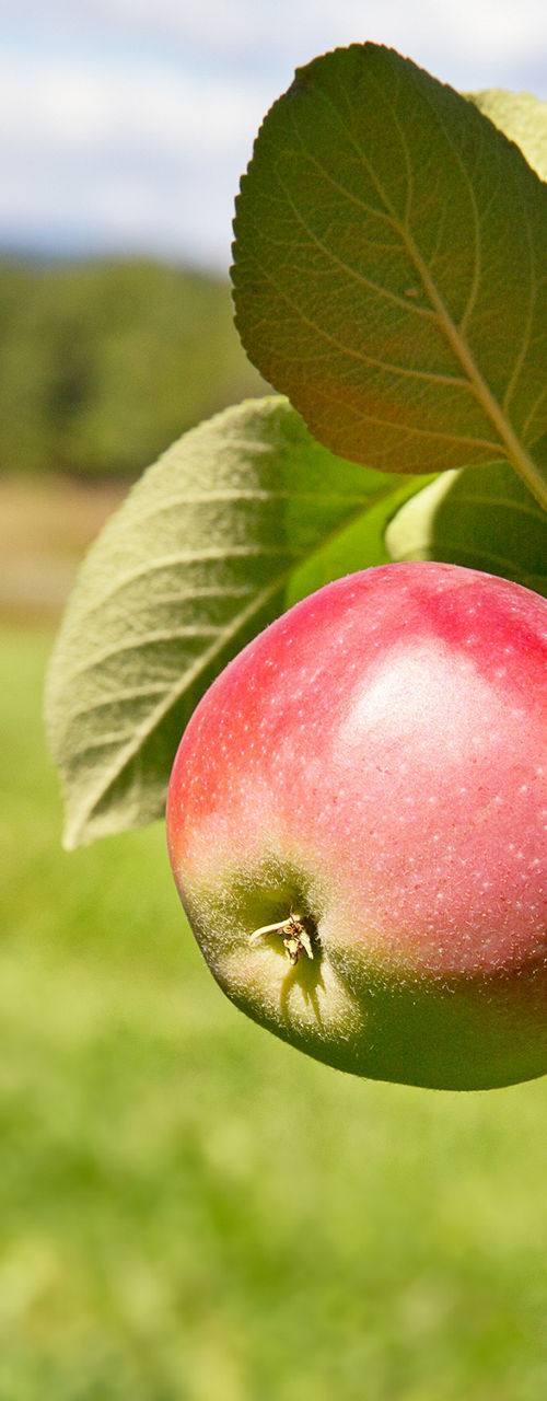 Ripe apples on tree branch outdoors