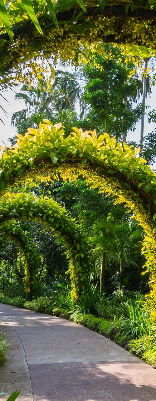 Lush garden pathway with green arches