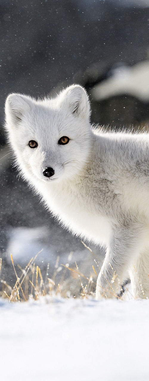Arctic fox in snowy wilderness