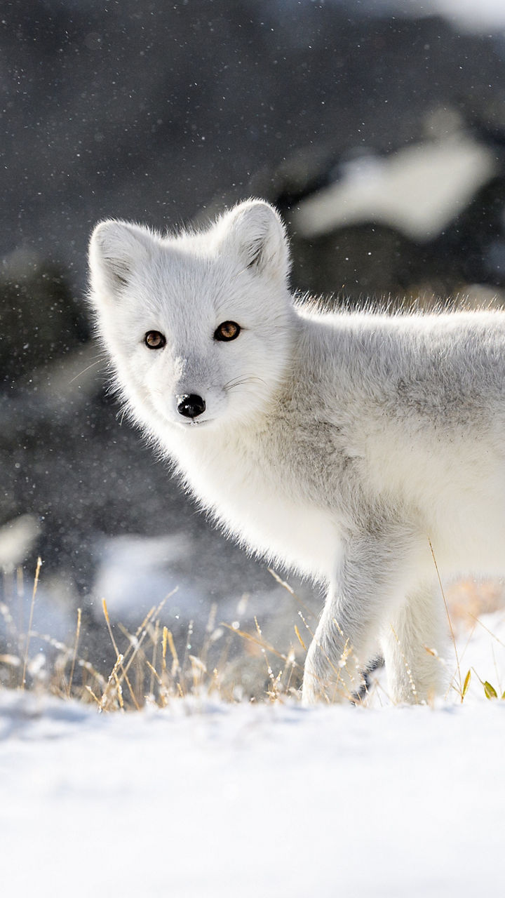 Arctic Fox Playtime