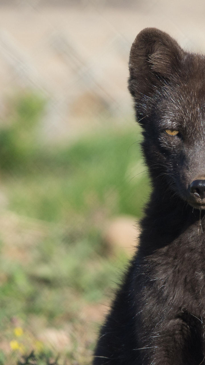 Súdavík & Arctic Fox Center