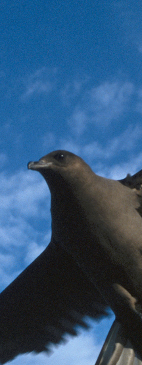 Soaring bird against a blue sky