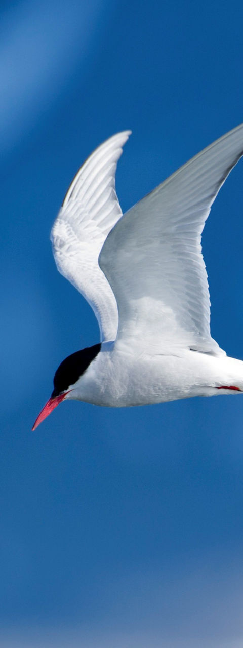 Arctic tern in flight over icy waters