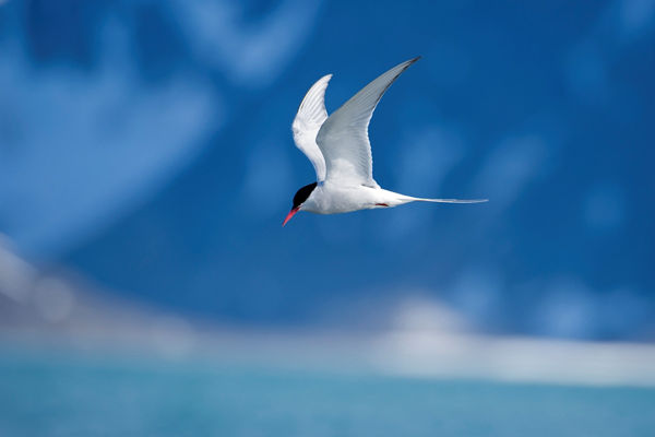 Arctic tern in flight over icy waters