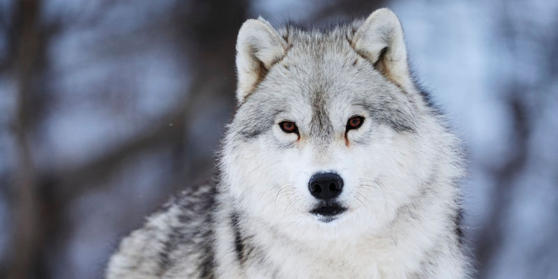 Majestic gray wolf in snowy forest