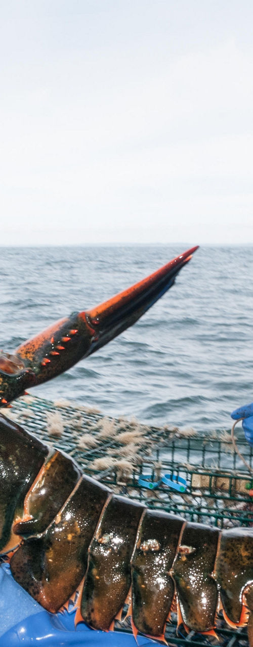 Fishermen inspecting lobster on boat
