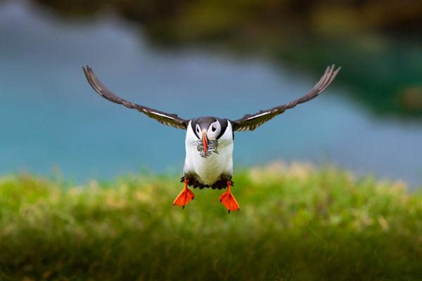 Atlantic puffin in flight with fish