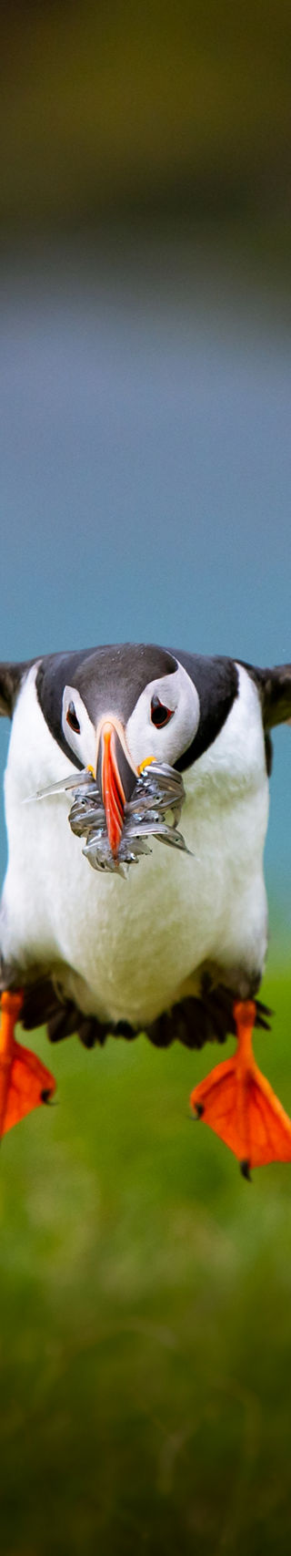 Atlantic puffin in flight with fish