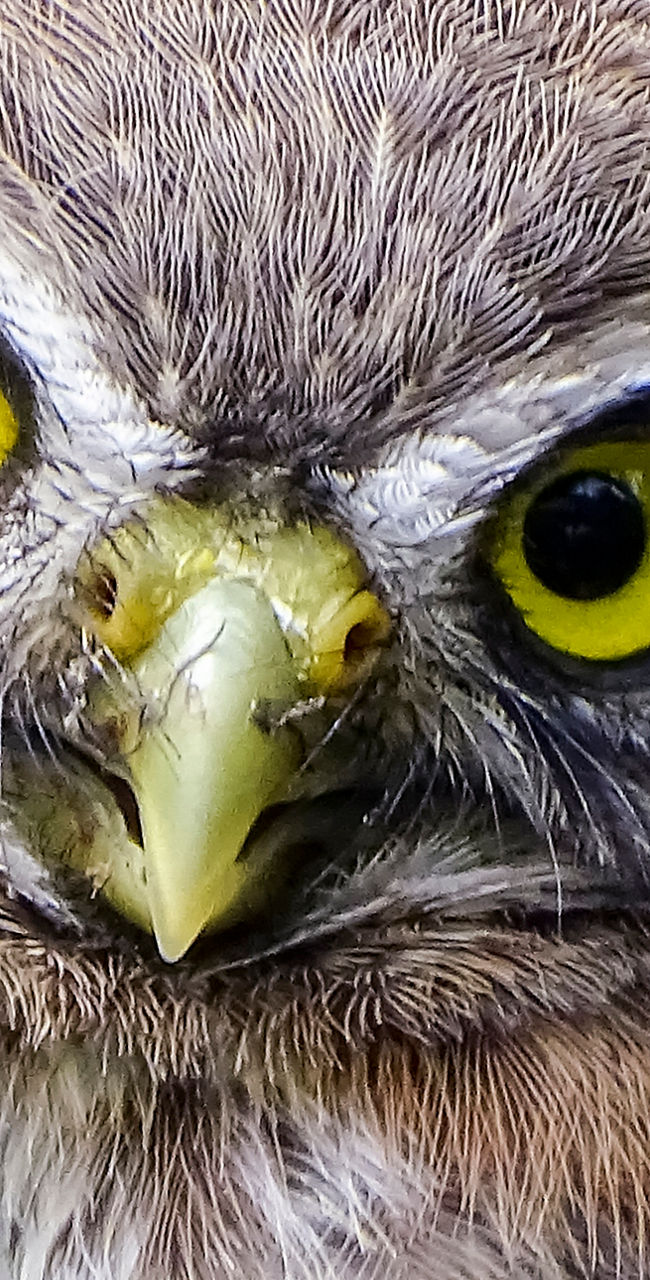 Close-up of a small brown owl