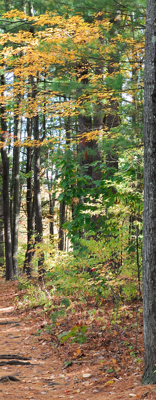 Autumn forest trail with colorful foliage