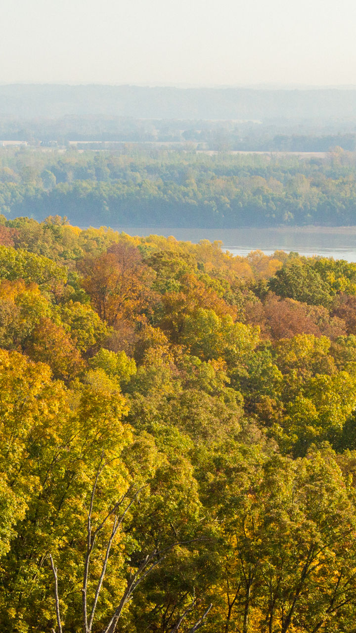 Scenic autumn forest overlooking a river
