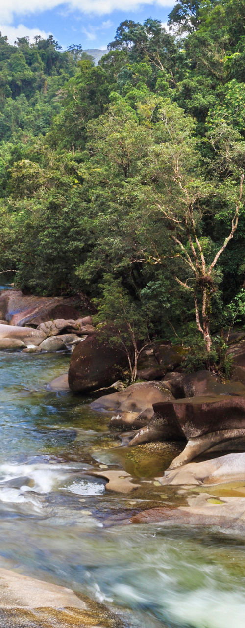 Scenic river flowing through lush forest