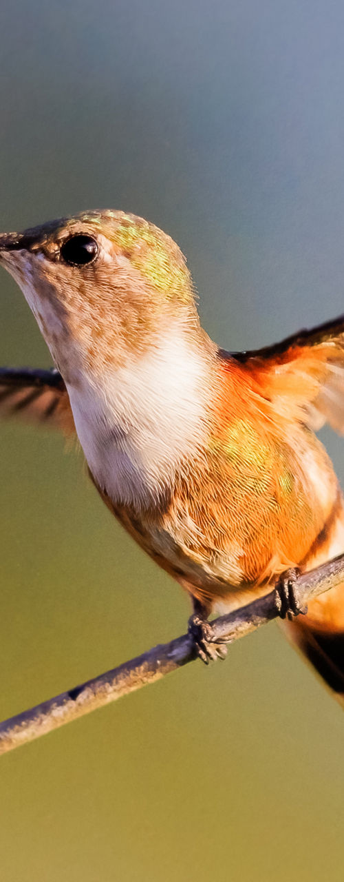 Colorful hummingbird perched on slender branch