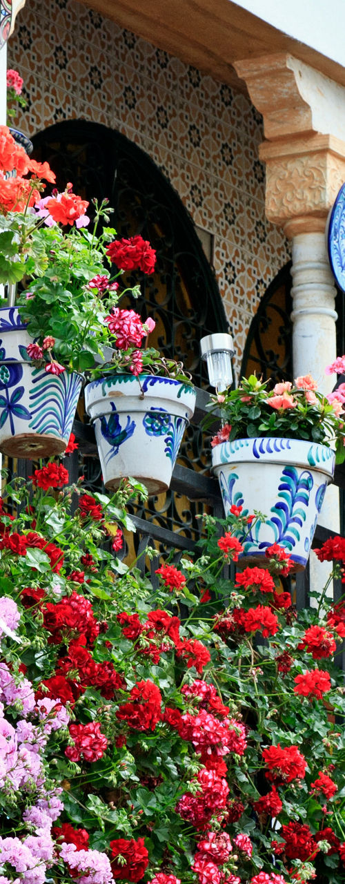 Colorful balcony with vibrant flower pots